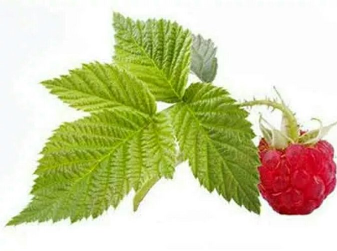 CО2 экстракт Малины (лист) водорастворимый   