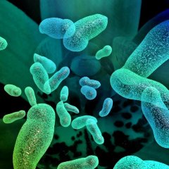 Лизат Пропионовокислых бактерий жидкий  